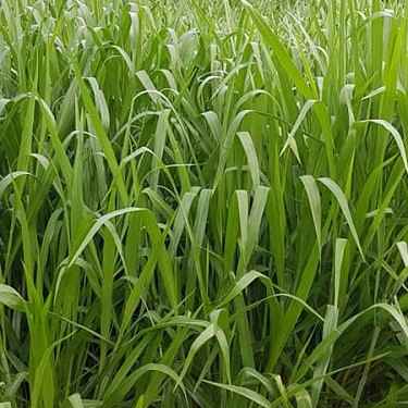 Hạt Giống Cỏ Mulato 2 – Hybrid Brachiaria (Bổ sung dinh dưỡng)