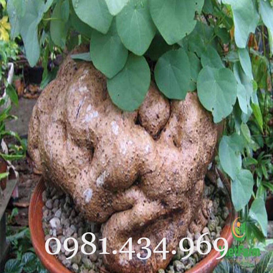 CỦ ĐỒNG TIỀN (BÌNH VÔI) TRÒN VO CÓ LÁ ĐẸP ĐỦ SIZE (NGOẠI CỠ IB) Chuẩn