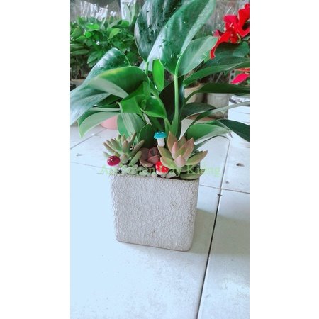 Chậu Trầu Bà Đế Vương Tiểu Cảnh