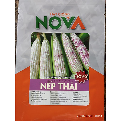 Hạt Giống bắp nếp lai F1 Nếp Thái Hồng - 1 gói 50gram