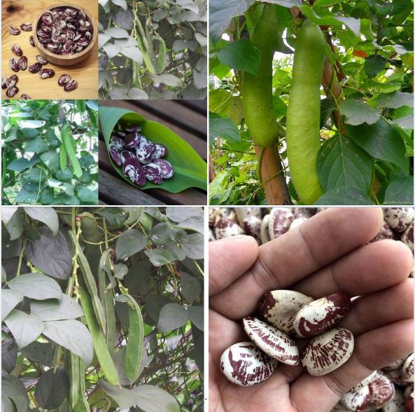 " Gói 10 "Hạt giống đậu ngự 100% nảy mầm [Seeds]