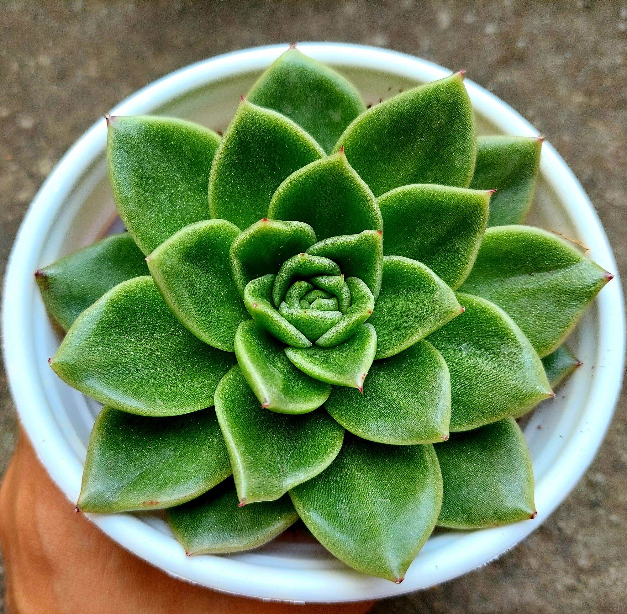 Sen đá GIVA size trung 8-10cm