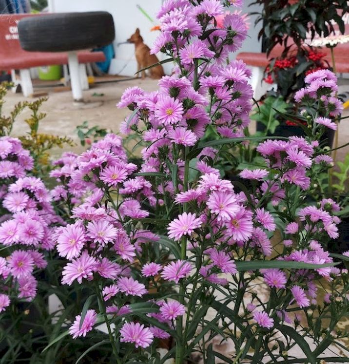 Hạt giống Hoa thạch thảo cao Mix Màu ( 50Hạt/gói )