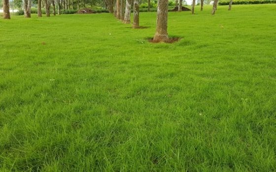 MJ10C GÓI 100 HẠT GIỐNG CỎ NHUNG NHẬT