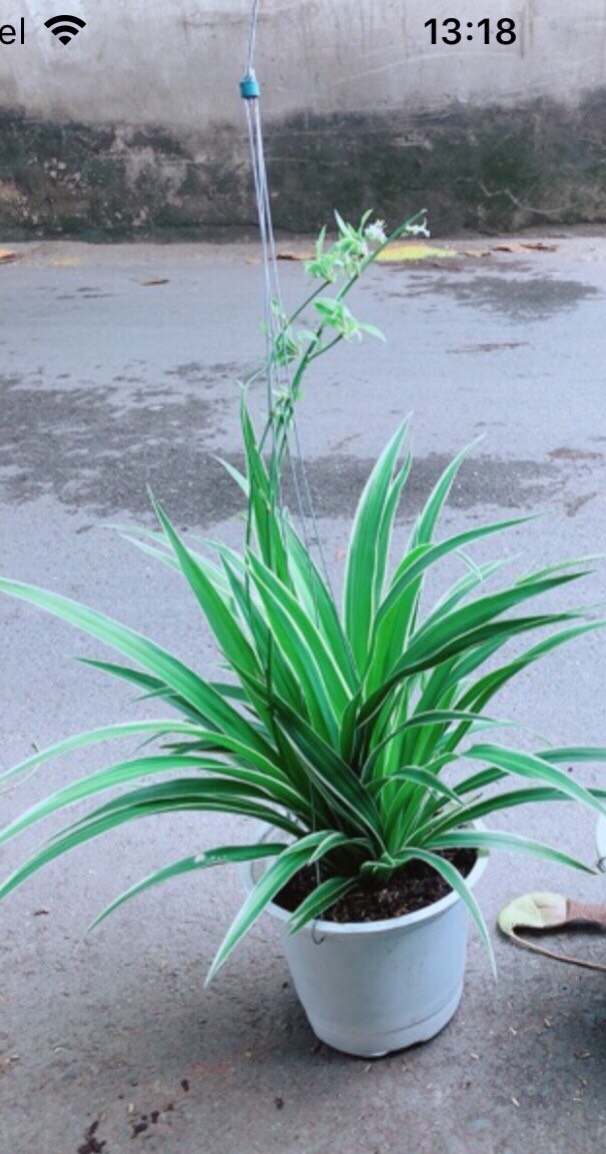 [HCM]Cây Dây Nhện (Lan Chi) 50k/chậu