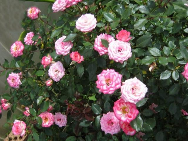 Hạt Giống Hoa Hồng Tỷ Muội F1. Túi 20 Hạt Chất Lượng Cao.