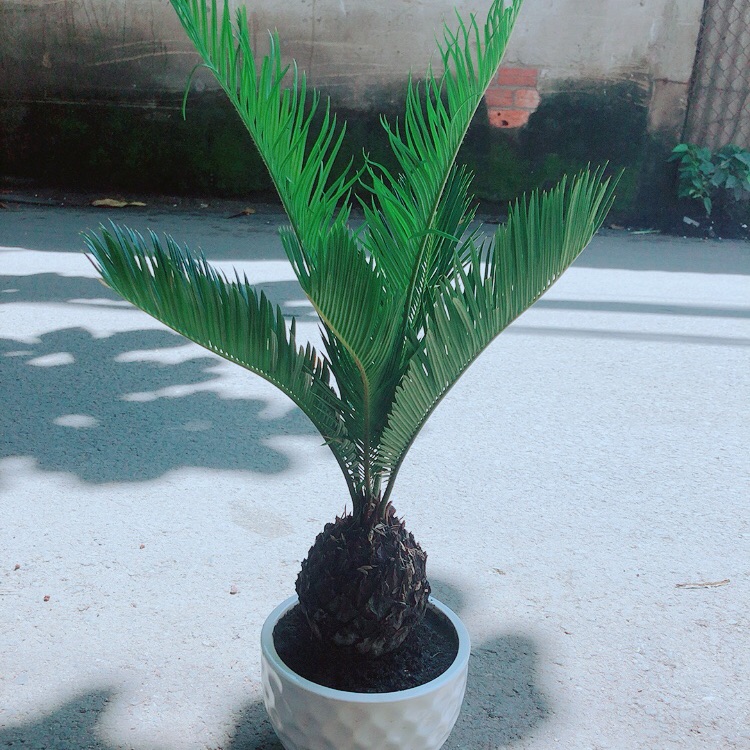 Vạn Tuế Kèm Chậu Sứ