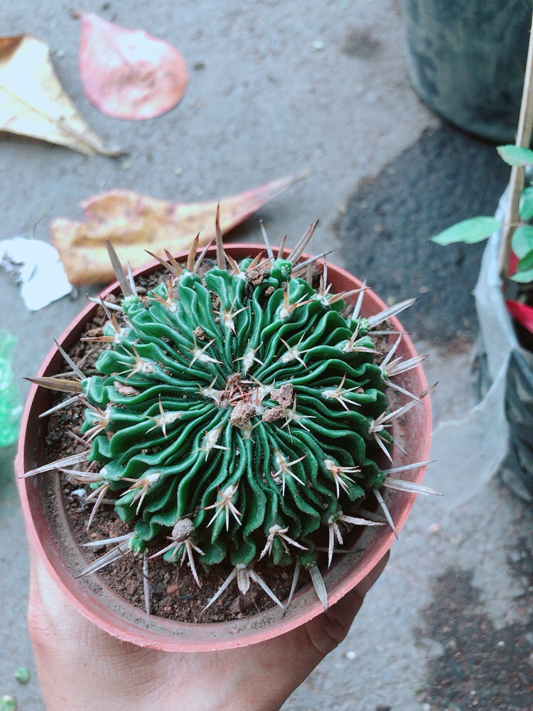 Xương Rồng Trúc Ngọc