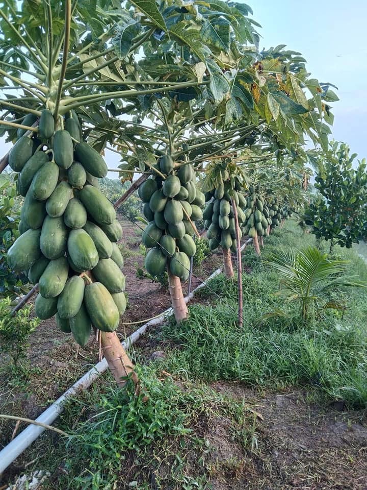 Hạt Giống Đu đủ ruột vàng Long An (10 hạt)