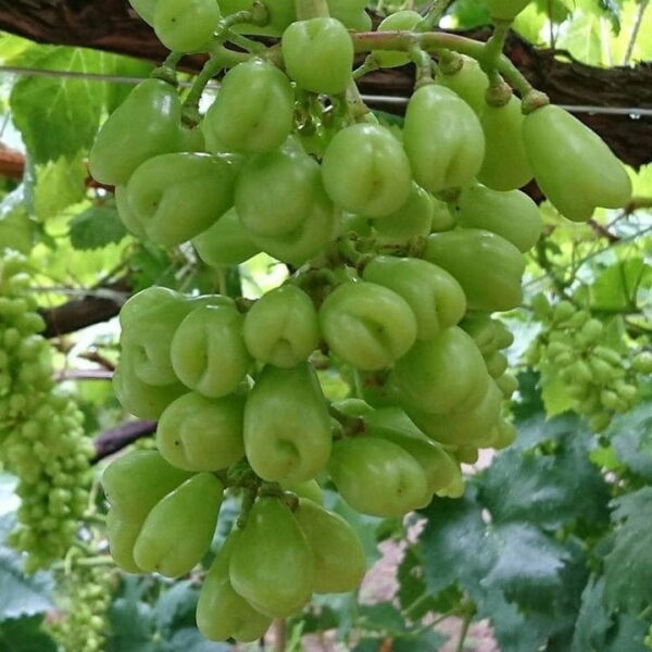 cây giống nho trái tim đỏ