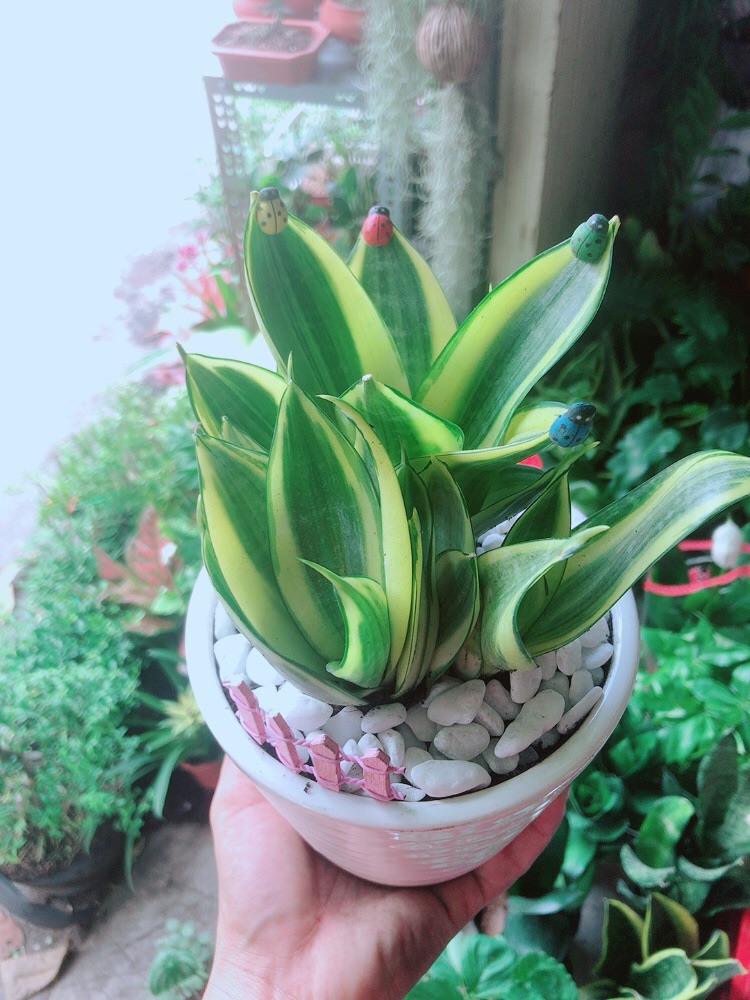 Chậu Lưỡi Hổ Thái Vàng