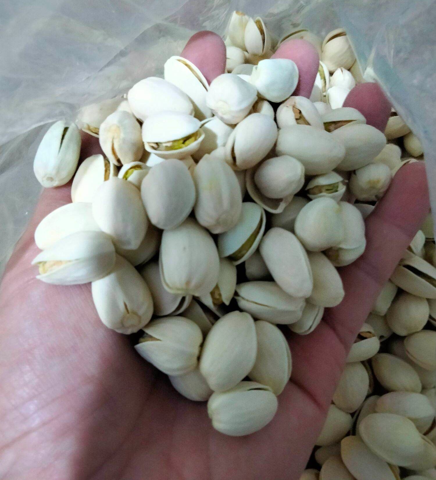 Hạt dẻ sống ngọt bùi (Loại 1 siêu to)