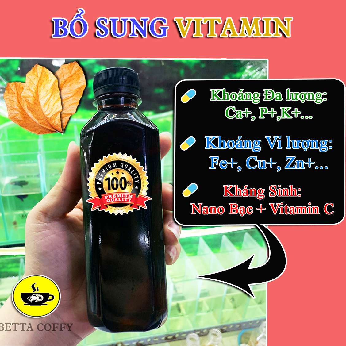 Nước Cốt Lá Bàng - Giúp Cá Sung + Khỏe Mạnh