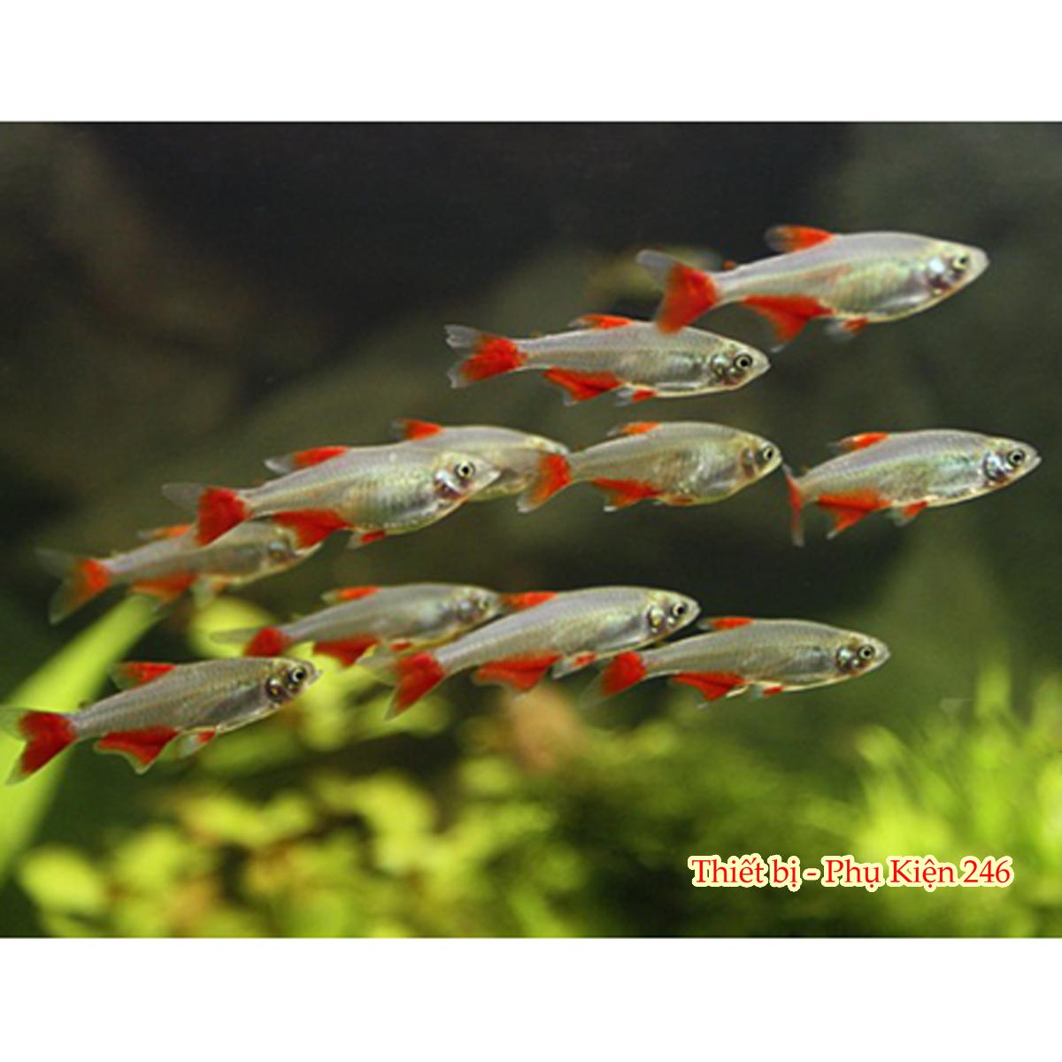 Lọc váng Sunsun JY03 hồ cá thủy sinh