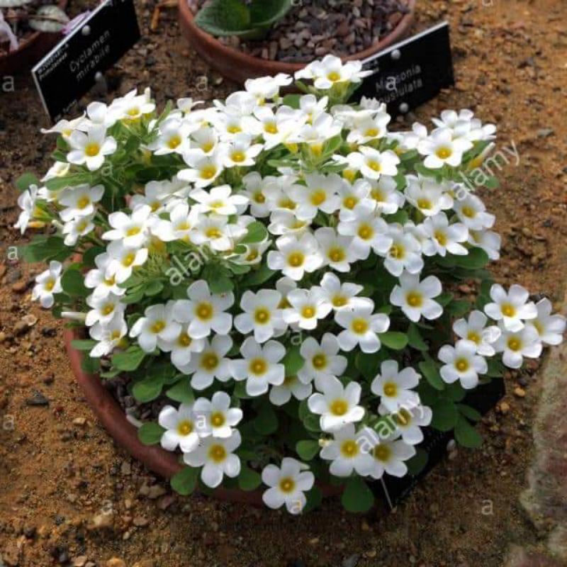 CỦ HOA OXALIS(CHỈ 100K/20CỦ)
