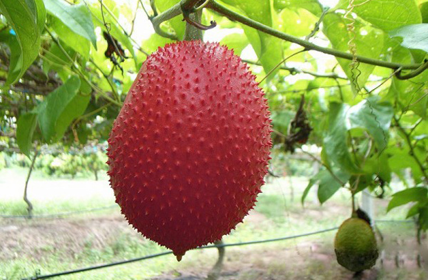 [HCM]Hạt giống cây gấc kiểng