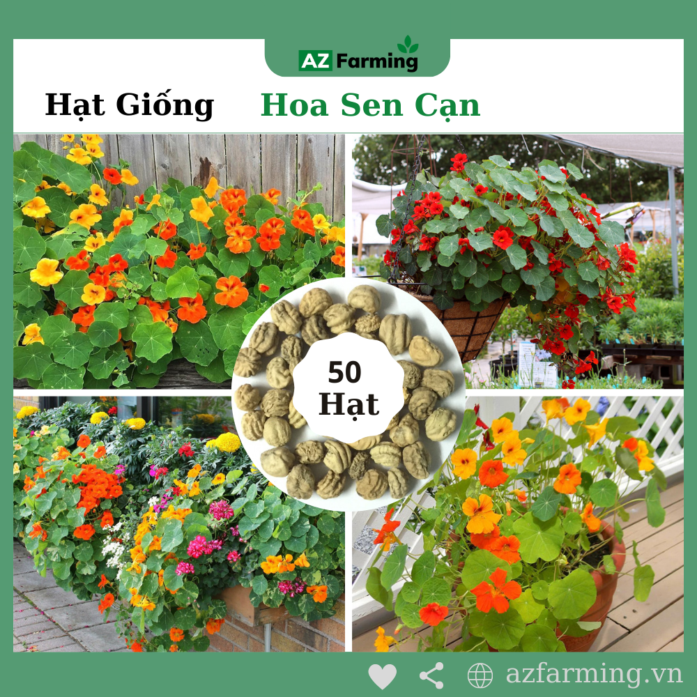 Hạt giống hoa sen cạn - gói 50 hạt - az farming