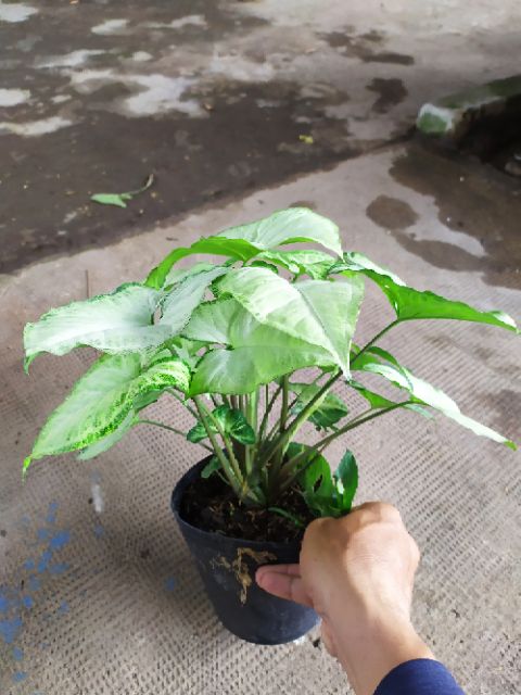 Cây Trầu Bà Trắng - Cây cảnh mini để bàn