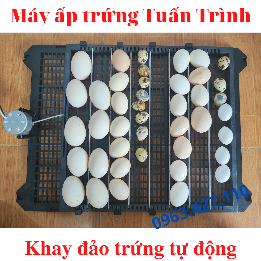 khay đảo trứng cút 120 trứng