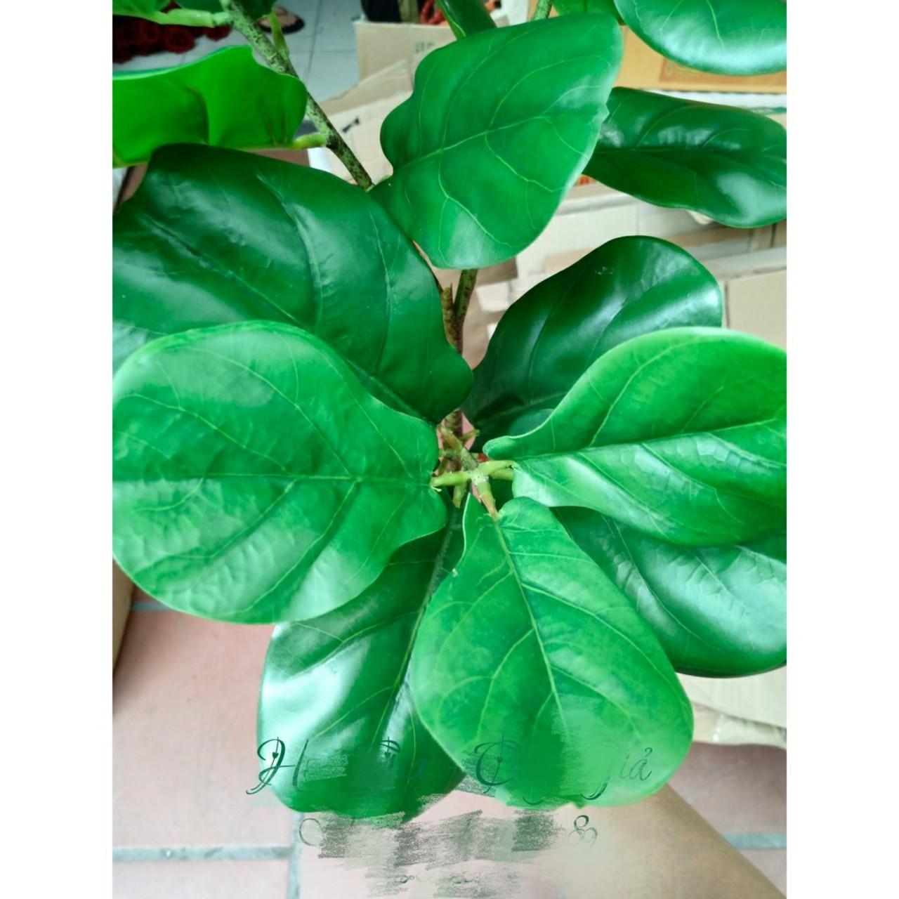 Cây giả - Cây Bàng Singapore cao 1m2