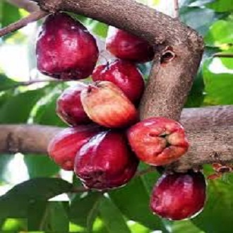 Cây điều miền tây/ mận hoa đỏ- Đặc sản miền tây- Trái cây tuổi thơ- Hoa kiểng Nguyễn Lộc