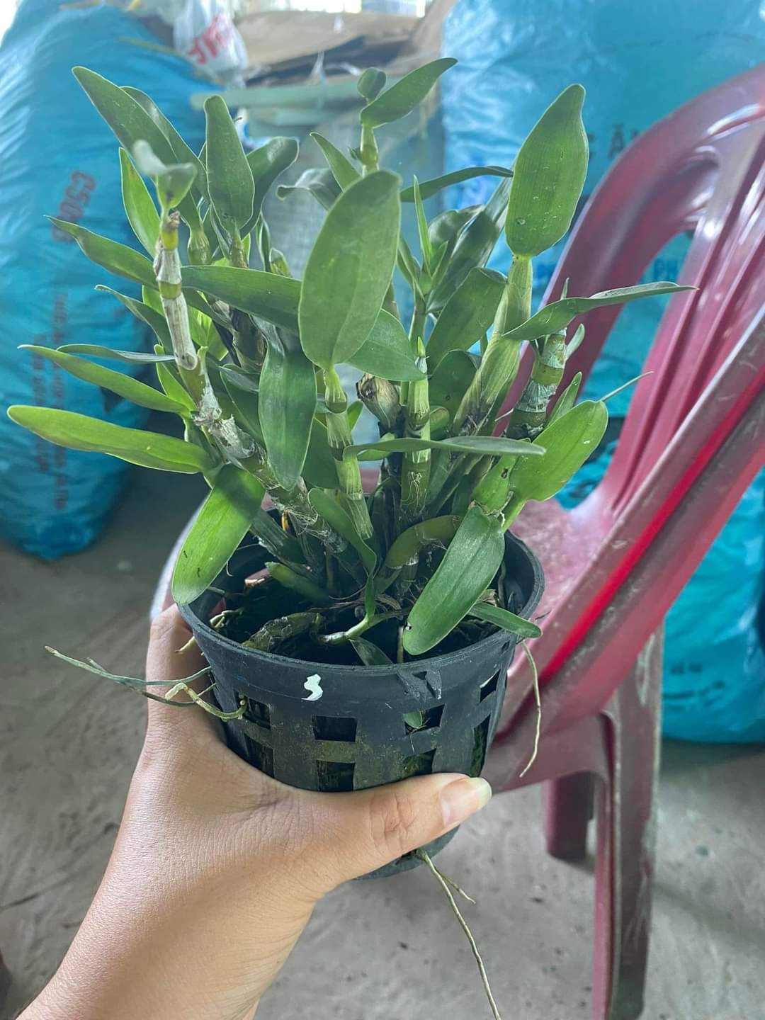 HOA LAN HOÀNG THẢO CẦU VÒNG