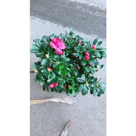 Hoa Đỗ Quyên