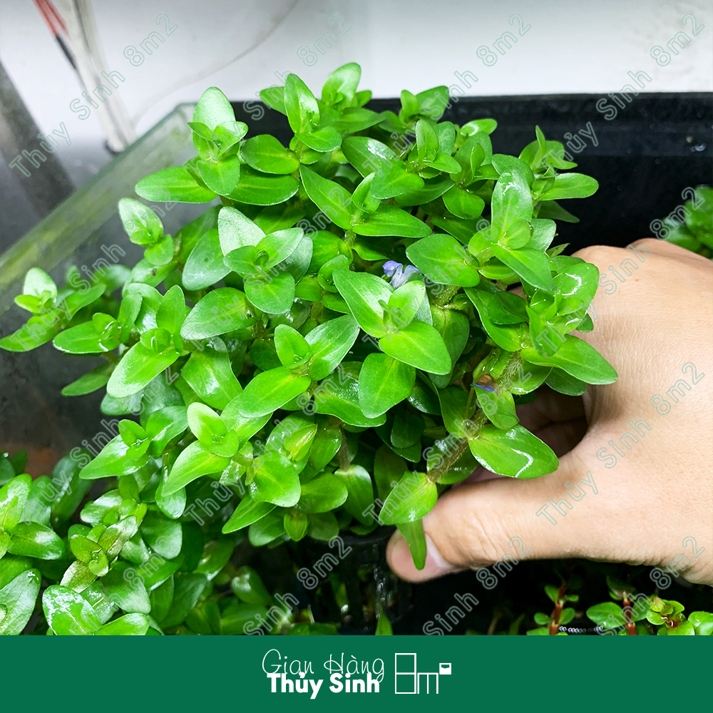 Cây lệ nhi | cây thủy sinh hậu cảnh, cắt cắm, không co2 | 8m2