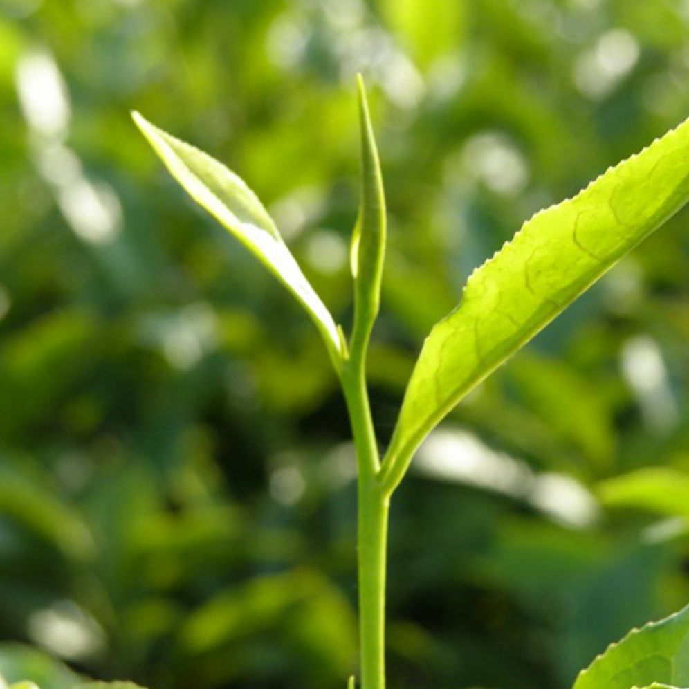 combo 2 cây chè xanh thái nguyên F1