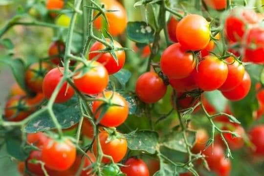 🍅Hạt Giống Cà Chua Bi🍅 (Tỉ Lể Nảy Mầm Cao, Siêu Ngọt Thơm) - 1gr/gói