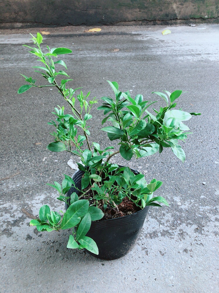 [HCM]Cây Chanh Kép