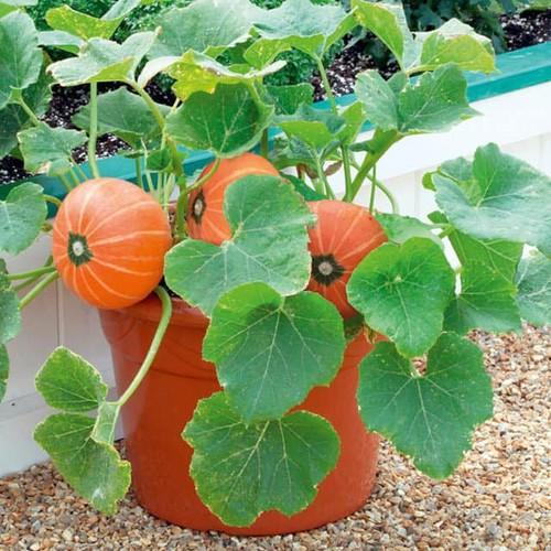 Hạt giống bi ngô mini mix ( bí đỏ tí hon nhiều màu ) 10 hạt/gói