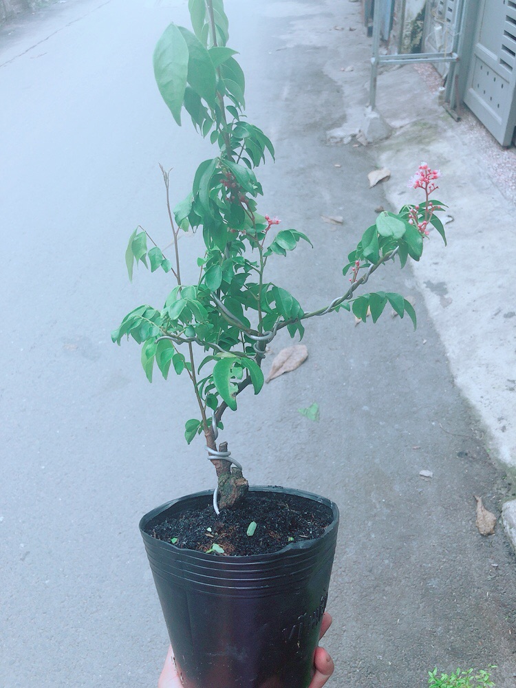 Cây Khế Bonsai