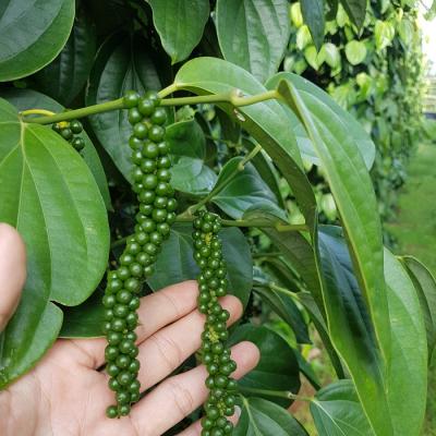 Combo 3 cây Tiêu giống chuẩn Đăk Lăk