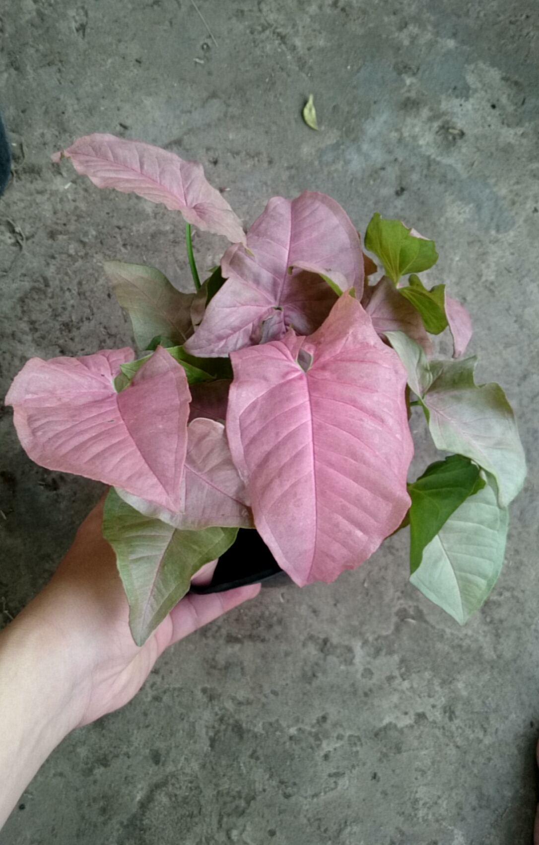 Cây Trầu Bà Hồng - Cây cảnh mini để bàn