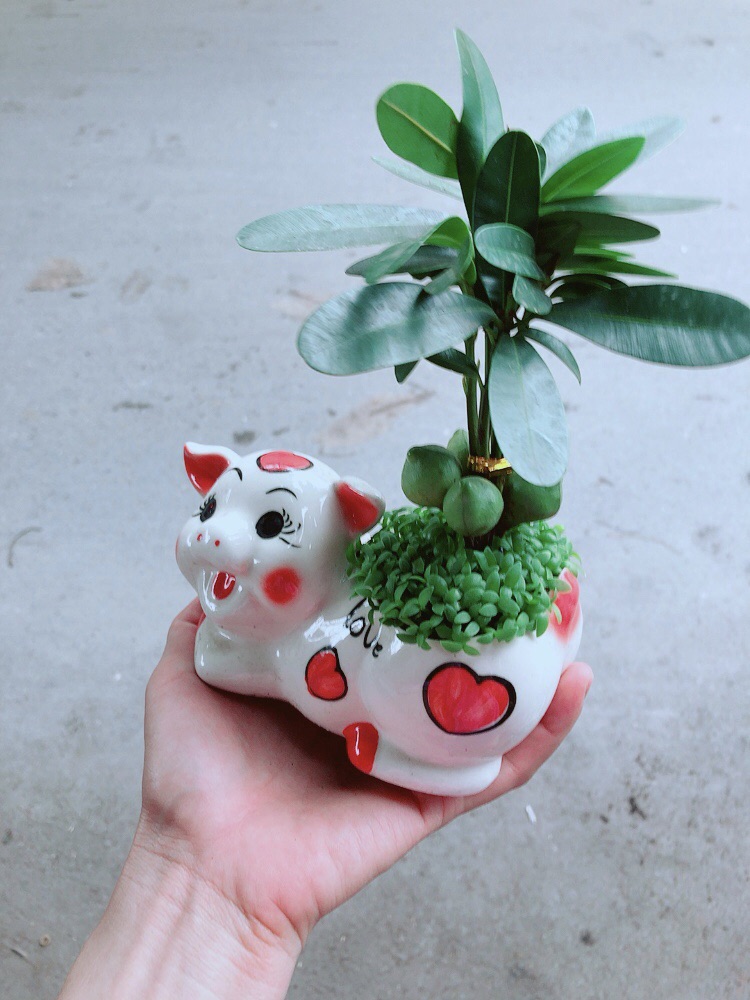 Chậu Heo May Mắn