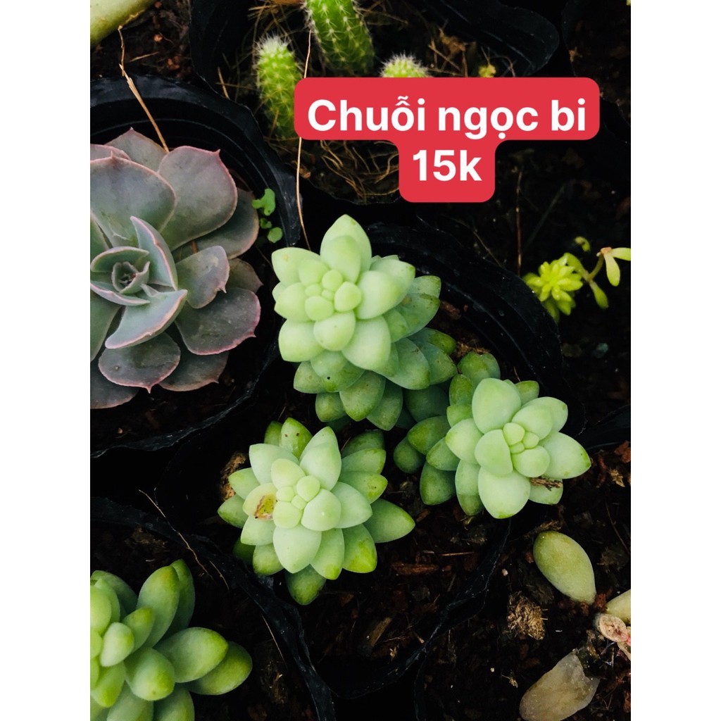 sen đá chuỗi ngọc bi