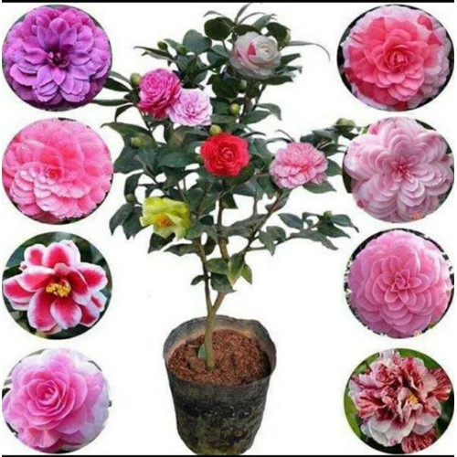 CÂY GIỐNG HOA TRÀ MY NGŨ SẮC- cây phát triển nhanh ra hoa - đẹp bền