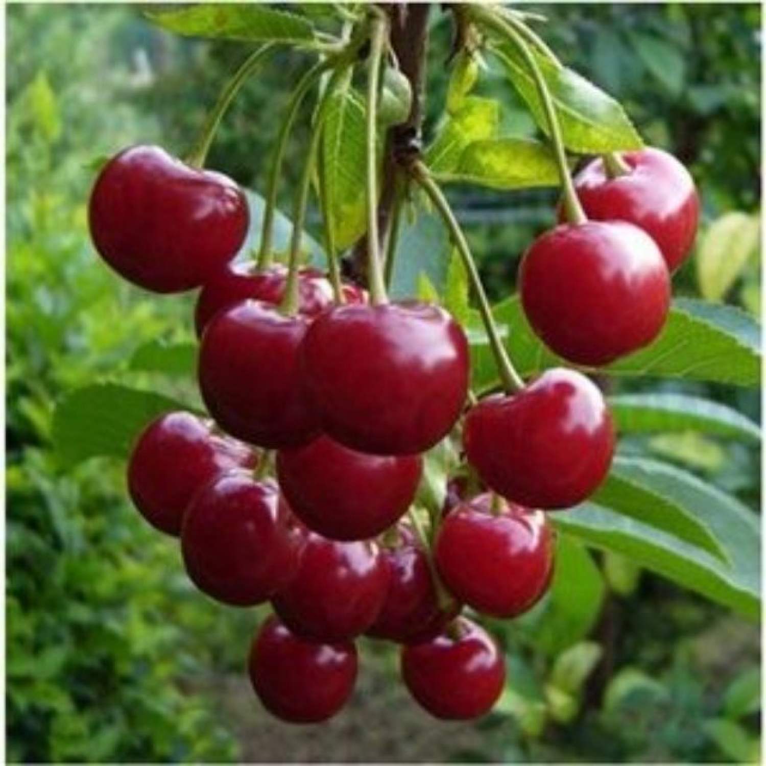 MA242B Gói 5 Hạt Giống Cherry Mỹ Cao Sản
