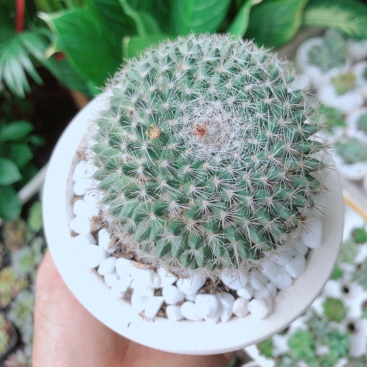Chậu Xương Rồng