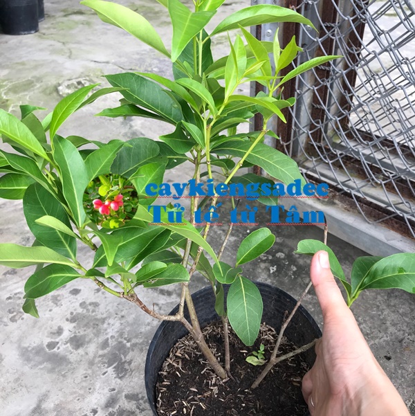 Cây lá vối + tặng phân bón cho cây mau lớn