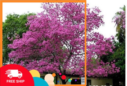 Bầu cây phong linh tím giống