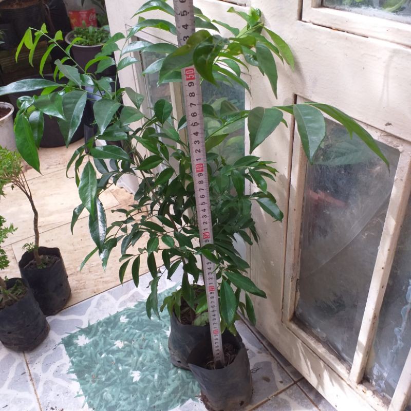 Cây mắc mật ( cây hồng bì) cây đẹp, cao 50cm,