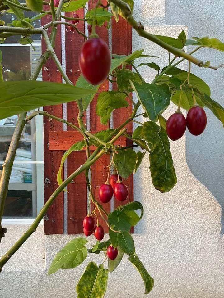 10h Hạt Giống Cà Chua Thân Gỗ Tamarillo Đỏ