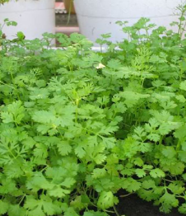 Túi 20 Gram Hạt giống rau Mùi tía
