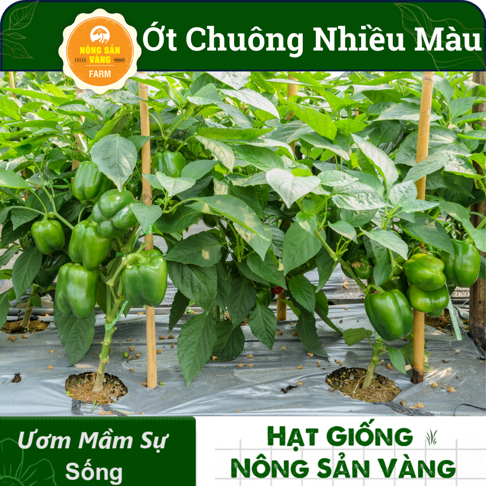 Hạt giống Ớt Chuông Nhiều Màu, Sinh Trưởng Và Phát Triển Khỏe, Năng Suất Cao (Gói 40 hạt) - Nông Sản Vàng