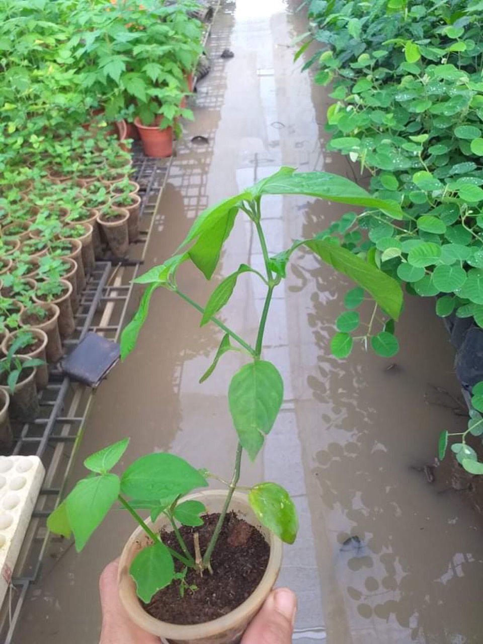 Cây lá cẩm tím, đỏ