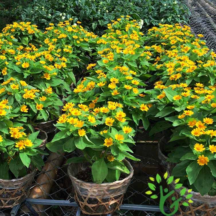 Hạt giống hoa cúc mặt trời -gói 50 hạt
