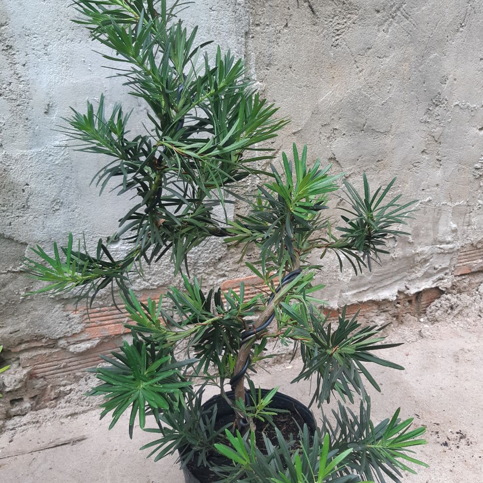 tùng la hán bonsai 60-70cm