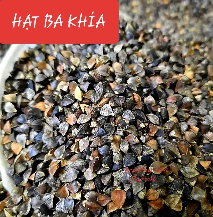 500g/1000g hạt ba khía cho chim, vẹt, chuột, hamster, gà đá,...